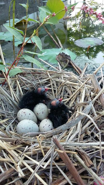 Water Bird Family Apartment Toucheng Bagian luar foto
