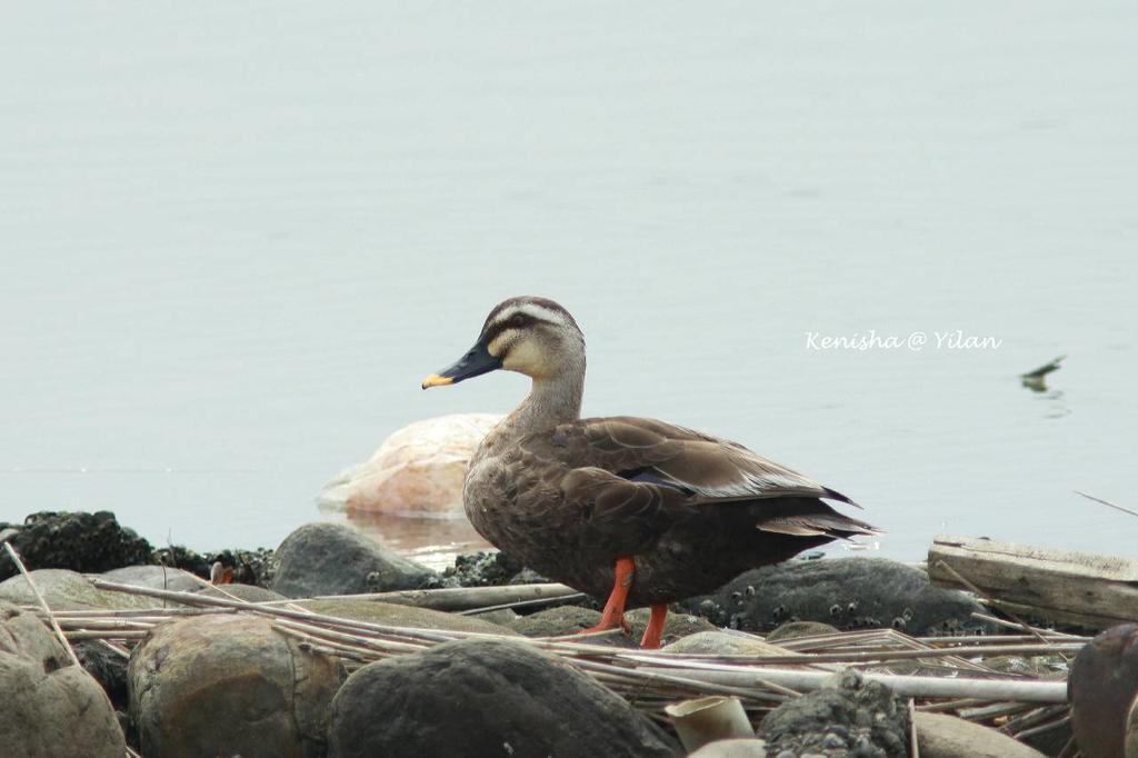 Water Bird Family Apartment Toucheng Bagian luar foto